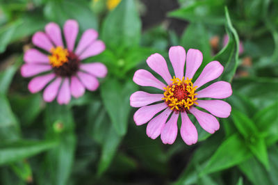 Close-up of pink cosmos flower