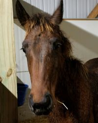 Close-up portrait of horse in stable