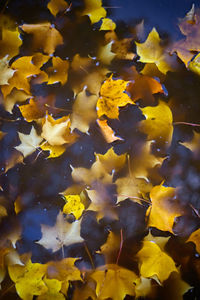 Close-up of yellow flower