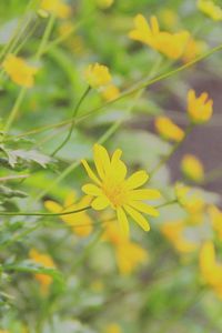 Close-up of yellow flower