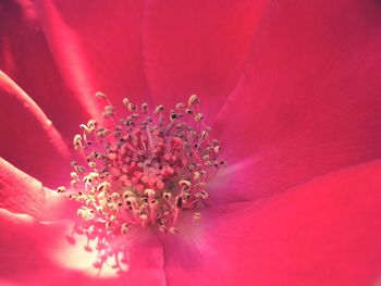 Full frame shot of red flower