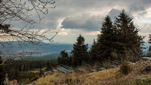 Pine trees on landscape against sky