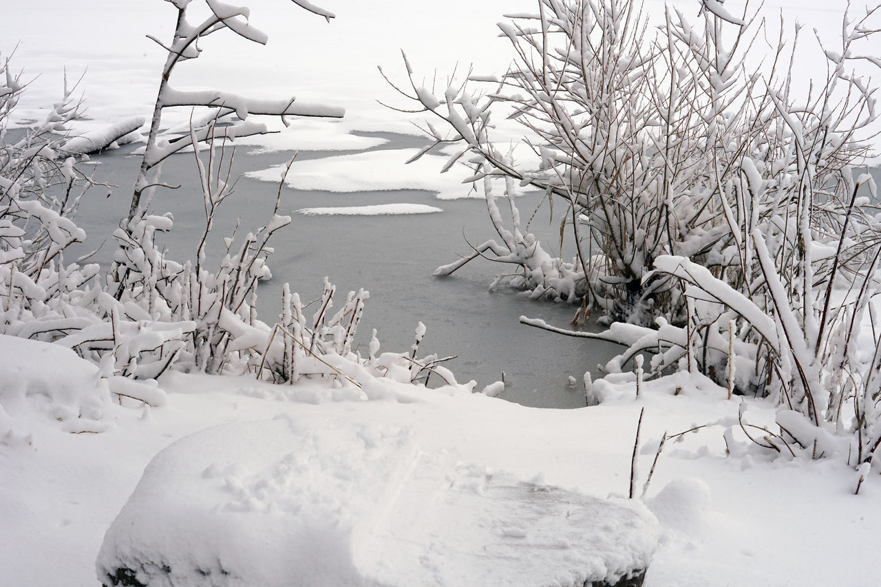 SCENIC VIEW OF SNOW COVERED PLANTS AND TREES