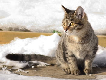 Close-up of cat