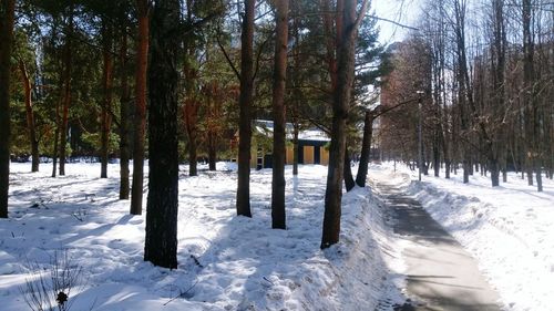 Trees on snow covered land