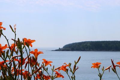 Close-up of plants against sea against clear sky