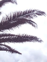 Low angle view of palm tree against sky