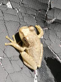 High angle view of lizard on ground