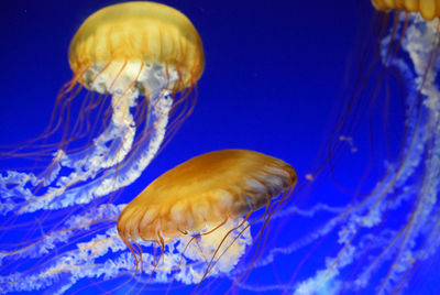 Close-up of jellyfishes swimming underwater