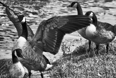 Birds in a field