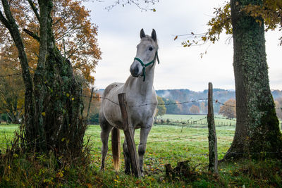 Horse in a field