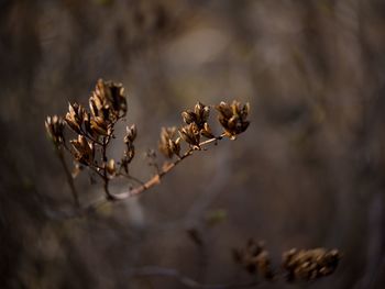 Close-up of dried plant