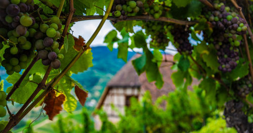 Low angle view of berries growing on tree against building