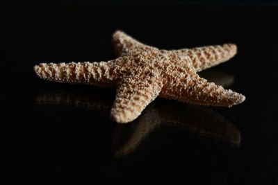 Close-up of a starfish on black background