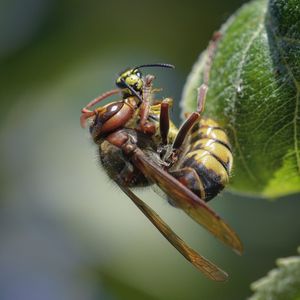 Close-up of insect