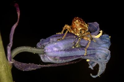 Close-up of insect over black background