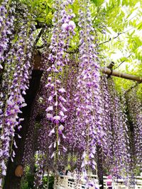 Low angle view of purple flowers blooming on tree