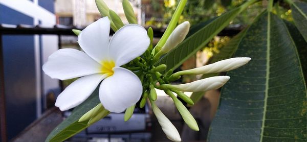 Close-up of white flowering plant