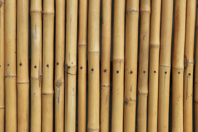 Full frame shot of bamboo