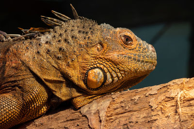 Close up portrait of an iguana in captivity