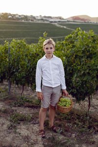 Teenage schoolboy boy in white shirt stands in a vineyard at sunset and holds basket of green grapes