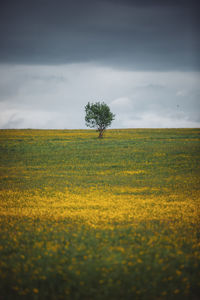 Field with alone tree and yellow dandelions and blue sky