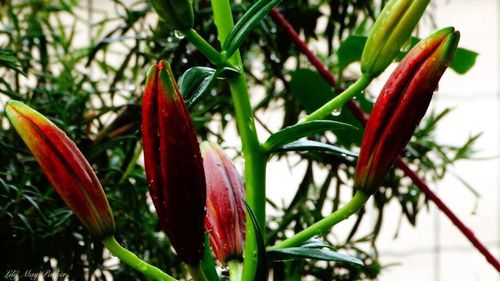 Close-up of red flower