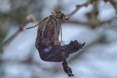 Close-up of dried plant