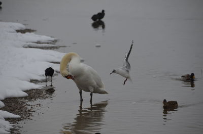 Birds in lake