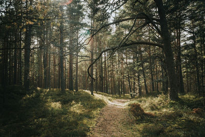 Trees growing in forest