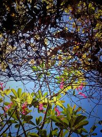 Low angle view of flower tree against sky