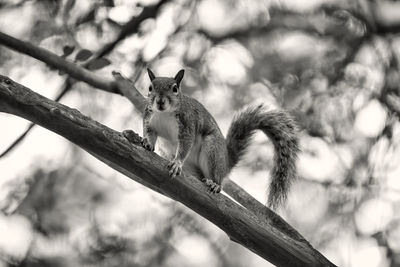 Low angle view of sitting on tree