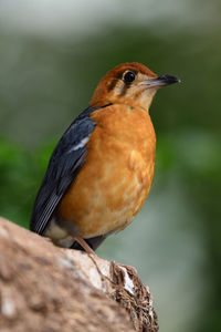 Portrait of an orange headed ground thrush 