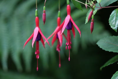 Close-up of red flowering plant hanging
