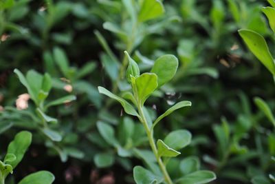 Close-up of fresh green plant