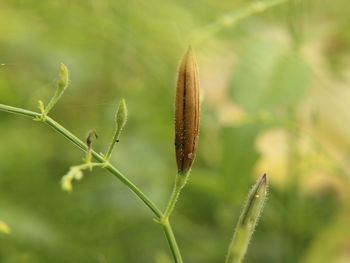 Close-up of plant