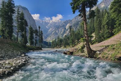 Scenic view of river amidst trees against sky