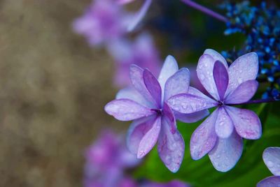 Close-up of purple flowers