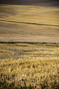 Scenic view of wheat field