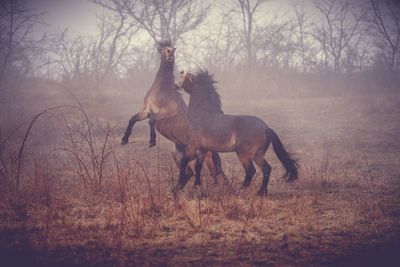 Horse standing on field