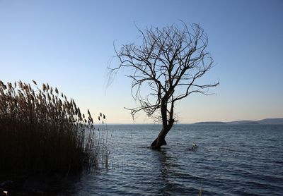 Bare tree by sea against clear blue sky