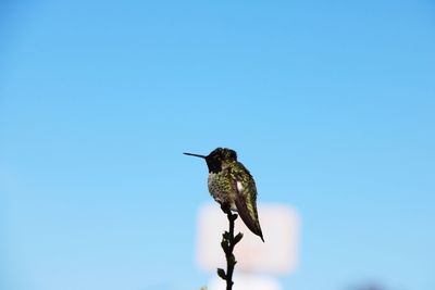 Low angle view of bird perching against clear blue sky