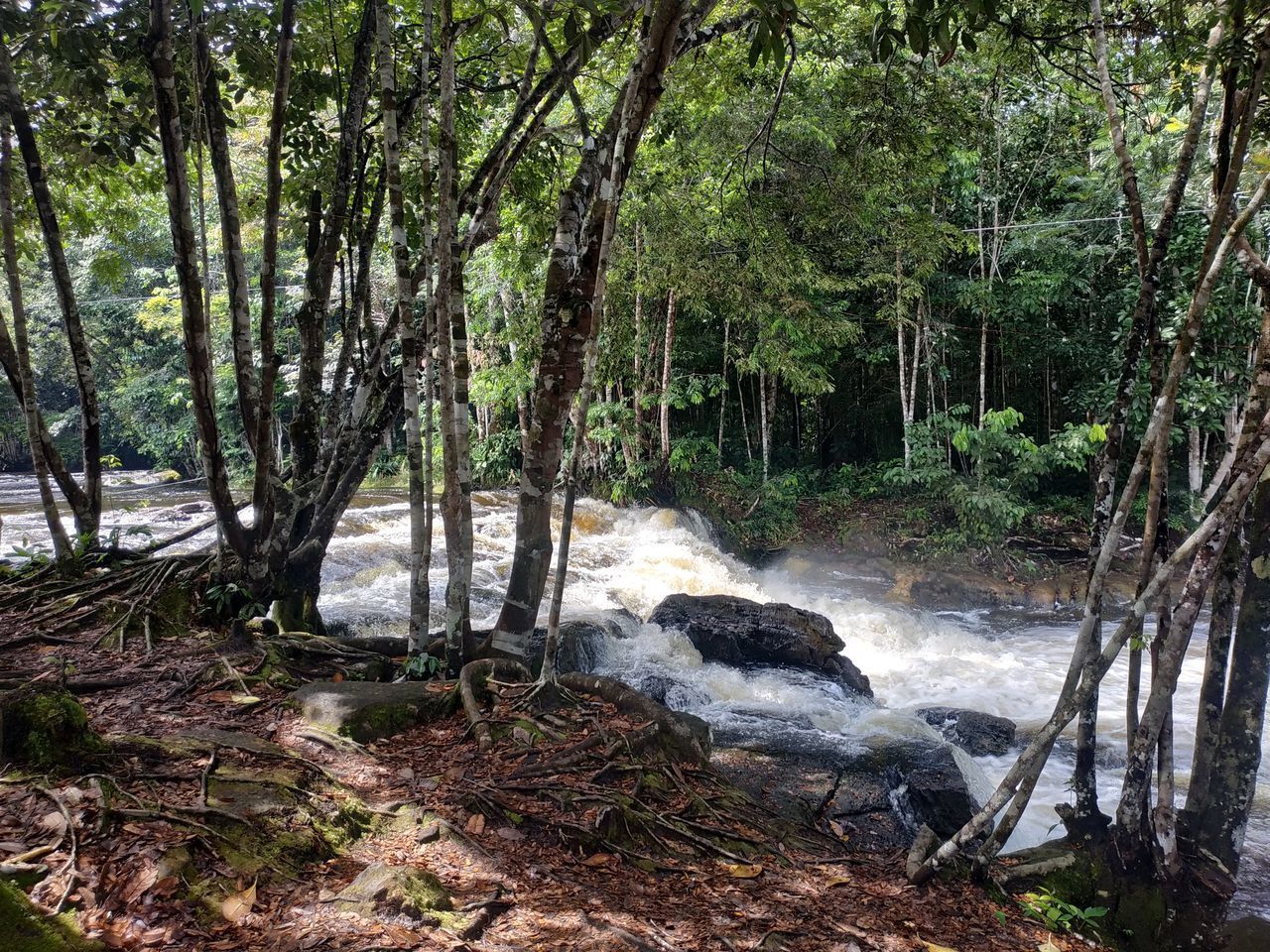 VIEW OF TREES BY STREAM