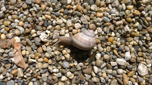 Close-up of snail on pebbles