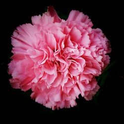 Macro shot of pink flower