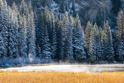 Pine trees in forest during winter