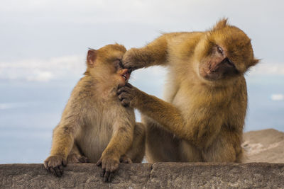 Close-up of monkey