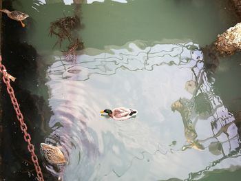 High angle view of ducks swimming in lake