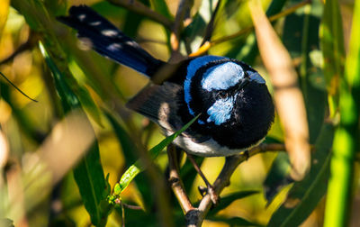 Close-up of bird perching on tree