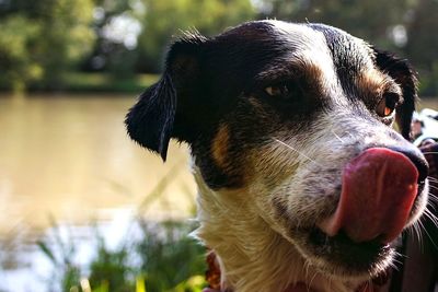 Close-up of dog looking away